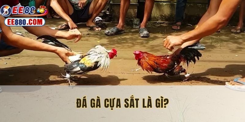 Giải thích đá gà cựa sắt là gì dễ hiểu đến mọi hội viên